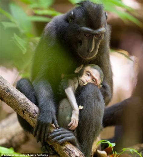 <strong>Monkey Donal</strong>. . Is baby monkey sara dead